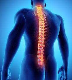 3d illustration of spine - part of human skeleton.